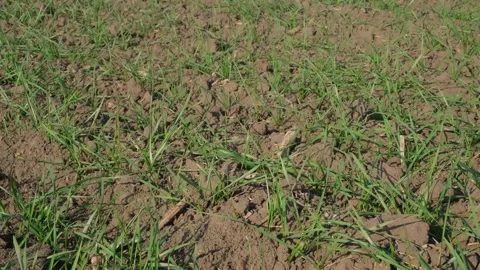 Green sprouts of wheat in the field Video stock 166619606