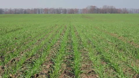 Green sprouts of wheat in the field Video stock 166619610