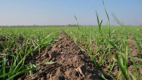 Green sprouts of wheat in the field Video stock 166619616