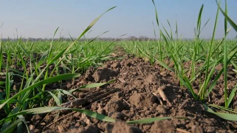 Green sprouts of wheat in the field Stock Footage 166619628