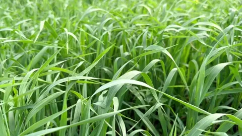Green sprouts of wheat flutter in the wind in the field Stock Footage 243314387
