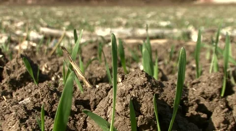 Green sprouts of wheat Stock Footage 56706969