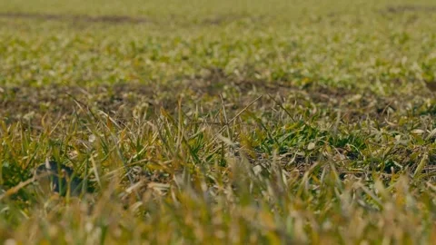 Green sprouts of winter wheat 1 Stock Footage 331787207