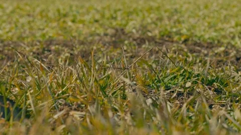 Green sprouts of winter wheat 2 Видео 331787228