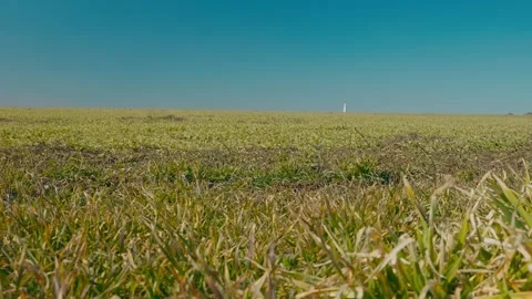 Green sprouts of winter wheat 3 Stock Footage 331787480
