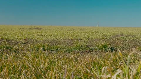 Green sprouts of winter wheat 4  库存影片 331787567