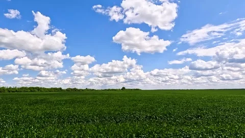 Green sprouts of winter wheat on the field Видео 252520764