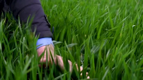 Green sprouts of winter wheat on the field Видео 252521014