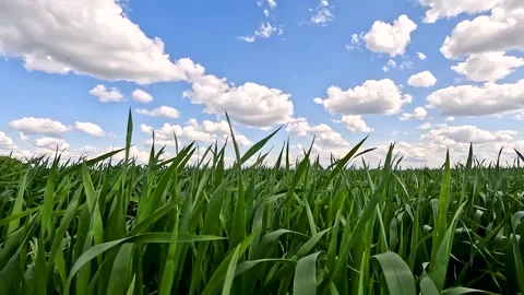 Green sprouts of winter wheat on the field Vidéo 254909615