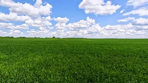 Green sprouts of winter wheat on the field Stock Footage 254909685