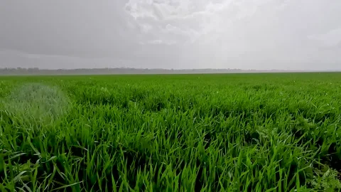 Green sprouts of winter wheat on the field Stockbeeldmateriaal 255443219