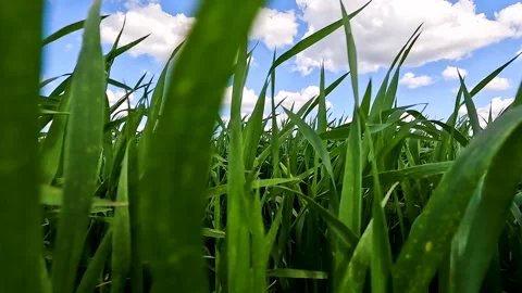 Green sprouts of winter wheat on the field Video stock 255443501