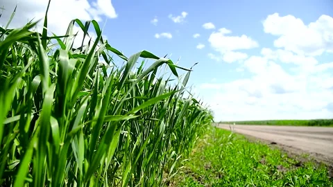 Green sprouts of winter wheat on the field Stockbeeldmateriaal 255444194