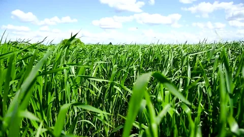 Green sprouts of winter wheat on the field Stockbeeldmateriaal 270305630
