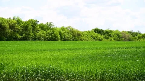 Green sprouts of winter wheat on the field Видео 270305632