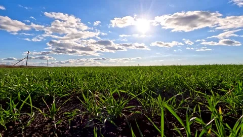 Green sprouts of winter wheat on the field Vidéo 271027765