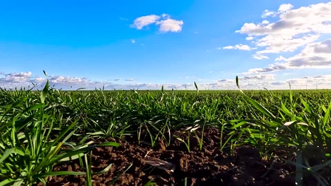 Green sprouts of winter wheat on the field Stock Footage 272299481