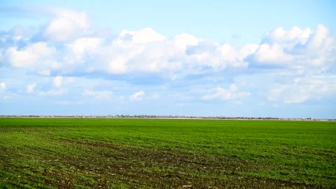 Green sprouts of winter wheat on the field Stock Footage 273197893