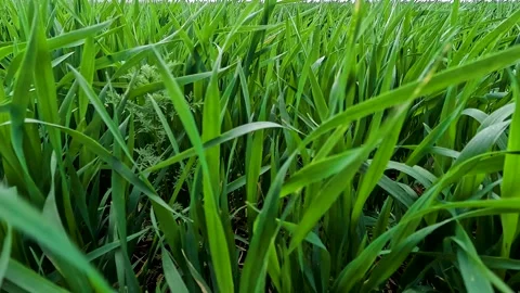 Green sprouts of winter wheat on the field Stock Footage 305988151