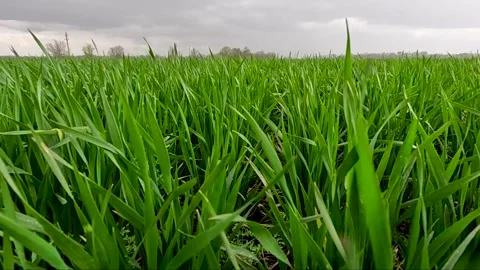 Green sprouts of winter wheat on the field Stock Footage 310053216