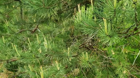 Green spruce after the rain Stock Footage 242284644