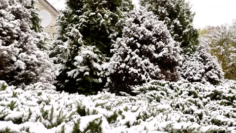 Green spruce and plants on the ground are covered with the first White snow Stock Footage 143645127