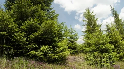 Green spruce bask under the hot summer sun, surrounded wildflowers, clouds Stock Footage 43800071