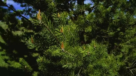 Green spruce branch. . Stock Footage 194805865