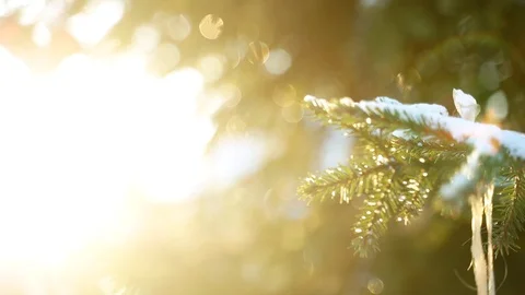 Green Spruce branch with the rays of the winter sun Stock Footage 122318319