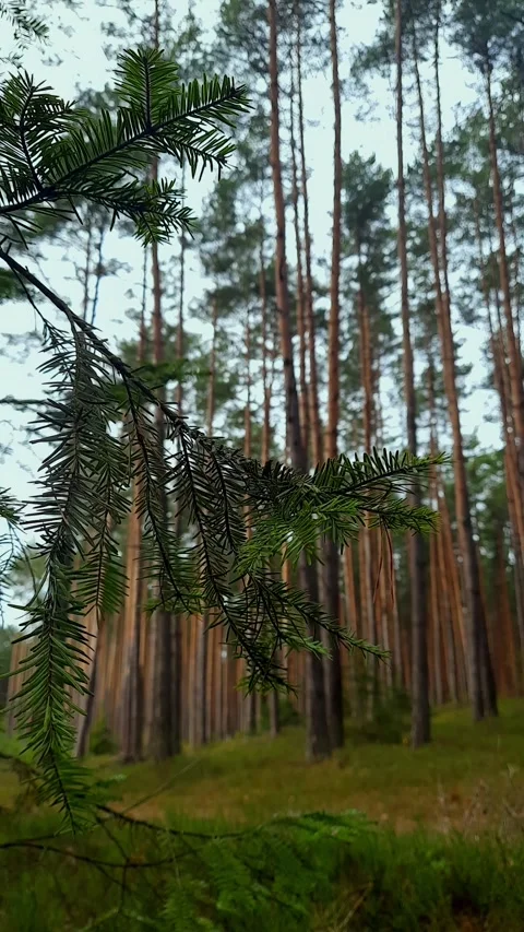 Green spruce branch sways in wind Stock Footage 237174543