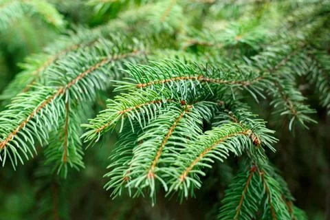 Green spruce branches as a background. 写真素材