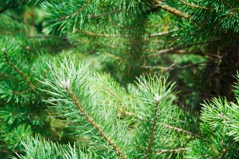 Green spruce branches close-up background Stock Photos