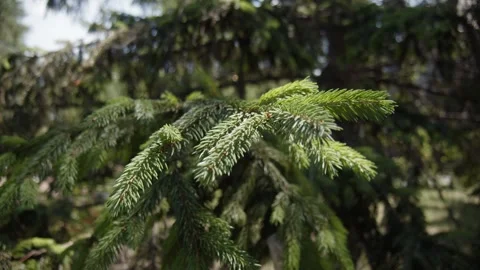 Green spruce branches, close-up.  Branch of evergreen spruce. Stock Footage 253596537