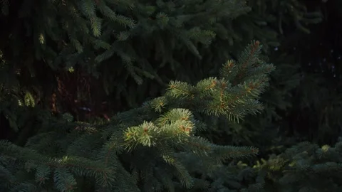 Green spruce branches, close-up.  Branch of evergreen spruce. Stock Footage 258683555