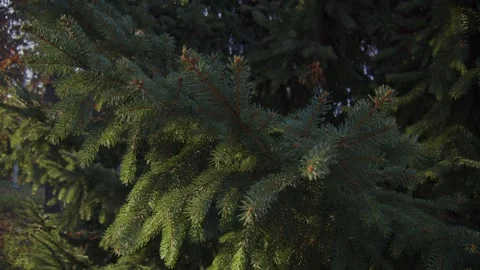 Green spruce branches, close-up.  Branch of evergreen spruce. Stock Footage 258683565