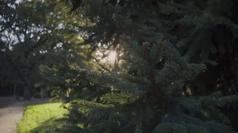 Green spruce branches, close-up.  Branch of evergreen spruce. Stock Footage 258683566