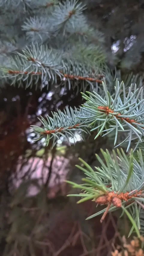 Green spruce branches close-up in motion vertical frame Stock Footage 295484944