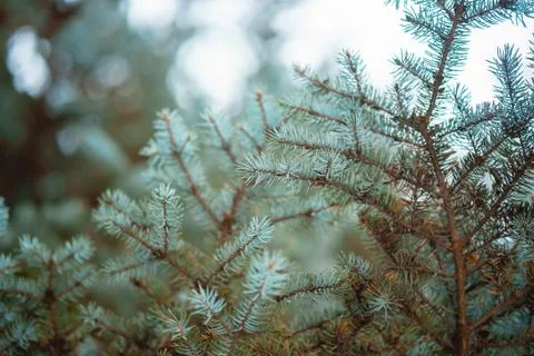 Green spruce branches, close-up on outside. Stock Photos