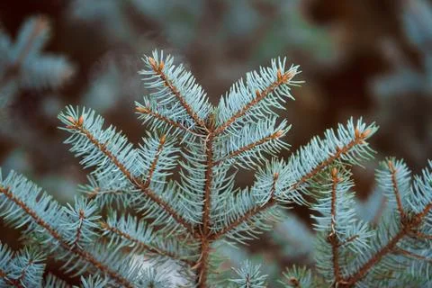 Green spruce branches, close-up on outside. Stock Photos