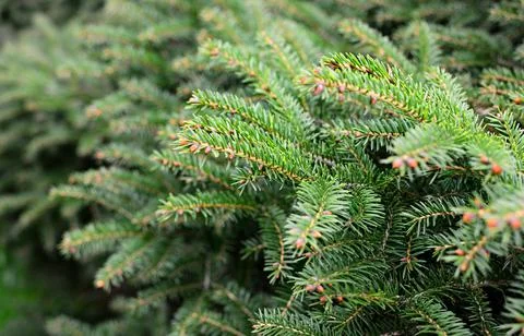 Green spruce branches close up 库存照片