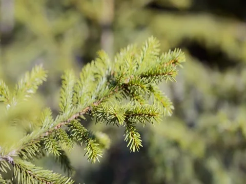 Green spruce branches close-up. summer 库存影片 74073714
