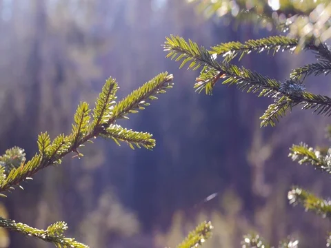 Green spruce branches close-up. summer 스톡 동영상 74074718