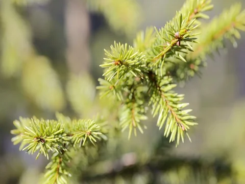 Green spruce branches close-up. summer 動画素材 74075994