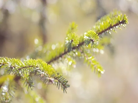 Green spruce branches close-up. summer Stock Footage 74076833