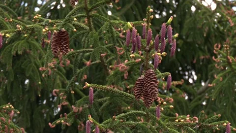 Green spruce branches with needles and many cones in winter. Video stock 247276271