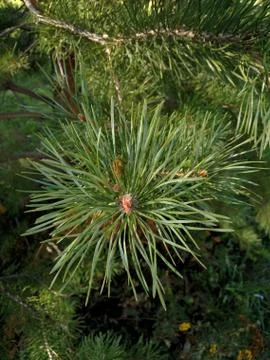 Green spruce branches for the new year Stock Photos