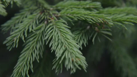 Green spruce branches in summer forest, close-up. Stock Footage 234870436