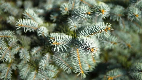 Green spruce branches swaying in the wind Stock Footage 96098385
