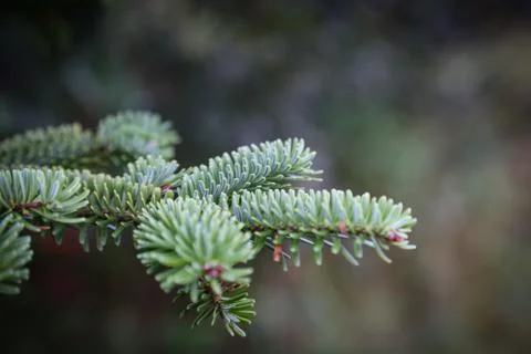 Green spruce branches on a tree during fall. Stock Photos