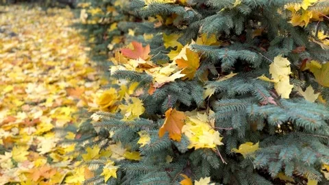 Green spruce branches in yellow fallen maple leaves. Golden autumn 库存影片 254203915